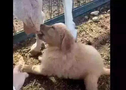 羊圈真实爆料视频下载,真实事件背后的惊人内幕